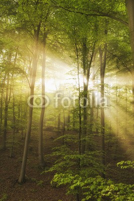Blickfang, Sonne Nebel Wald (sonne, nebel, wald, leuchten, natur, jahreszeit, frühling, nass, feucht, sonnenstrahl, natürlich, sonnenschein, wildnis, ökologie, baum, baumstamm, baumstamm, blatt, lich)
