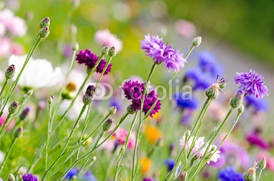 doris oberfrank-list, Bunte Kornblumen :) (landschaft, kornblume, hochzeit, geburtstag, glück wünschen, wiese, sommer, frühling, hübsch, schönheit, entspannen, time out, entspannung, freiheit, entspannen, beschaulichkeit, blume, urlaub, fröhlichkeit, freudig, frühling, jahreszeit, natu)