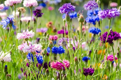 doris oberfrank-list, Bunte Blumenwiese mit Kornblumen :) (landschaft, kornblume, hochzeit, geburtstag, glück wünschen, wiese, sommer, frühling, hübsch, schönheit, entspannen, time out, entspannung, freiheit, entspannen, beschaulichkeit, blume, urlaub, fröhlichkeit, freudig, frühling, jahreszeit, natu)