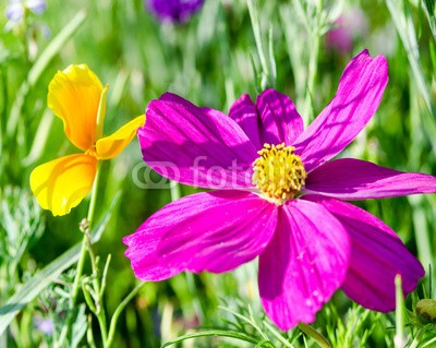 doris oberfrank-list, Schmuckkörbchen: Cosmea bipinnatus :) (fruchtsaft, pollen, geburtstag, wiese, entspannen, beschaulichkeit, blume, fröhlichkeit, freudig, frühling, jahreszeit, natur, frühlingsblume, sommerblume, allergien, spaß, blau, bunt, 14 februar, romantisch, bestäubung, marke, staubblätte)