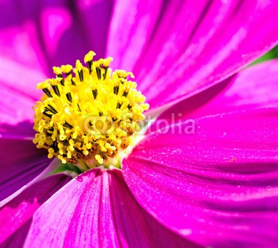 doris oberfrank-list, Cosmea bipinnatus (fruchtsaft, pollen, geburtstag, wiese, entspannen, beschaulichkeit, blume, fröhlichkeit, freudig, frühling, jahreszeit, natur, frühlingsblume, sommerblume, allergien, spaß, blau, bunt, 14 februar, romantisch, bestäubung, marke, staubblätte)