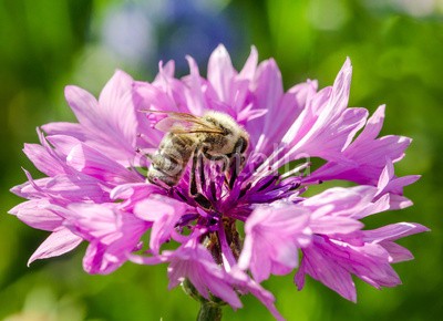 doris oberfrank-list, Lila Kornblume mit Bienen-Besuch :) (kornblume, biene, biene, insekt, honig, sammeln, imker, bienenzucht, fruchtsaft, pollen, geburtstag, wiese, entspannen, beschaulichkeit, blume, fröhlichkeit, freudig, frühling, jahreszeit, natur, frühlingsblume, sommerblume, allergien, optimistisc)