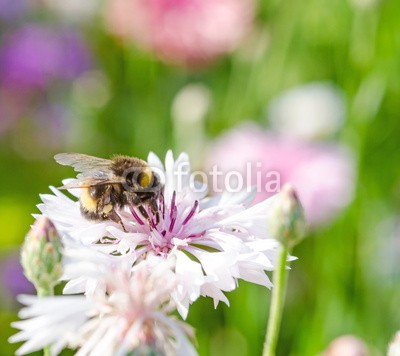 doris oberfrank-list, Summer: Bee on a white cornflower :) (kornblume, biene, biene, insekt, honig, sammeln, imker, bienenzucht, fruchtsaft, pollen, geburtstag, wiese, entspannen, beschaulichkeit, blume, fröhlichkeit, freudig, frühling, jahreszeit, natur, frühlingsblume, sommerblume, allergien, optimistisc)