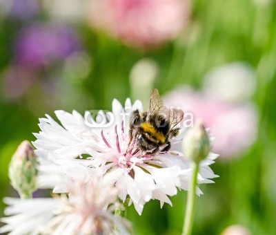 doris oberfrank-list, Summer: Bee on a white cornflower :) (kornblume, biene, biene, insekt, honig, sammeln, imker, bienenzucht, fruchtsaft, pollen, geburtstag, wiese, entspannen, beschaulichkeit, blume, fröhlichkeit, freudig, frühling, jahreszeit, natur, frühlingsblume, sommerblume, allergien, optimistisc)