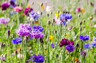 doris oberfrank-list, Summer: Meadow with colorful cornflowers :) (landschaft, kornblume, hochzeit, geburtstag, glück wünschen, wiese, sommer, frühling, hübsch, schönheit, entspannen, time out, entspannung, freiheit, entspannen, beschaulichkeit, blume, urlaub, fröhlichkeit, freudig, frühling, jahreszeit, natu)