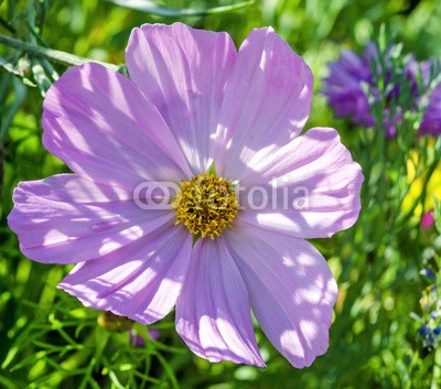 doris oberfrank-list, Schmuckkörbchen: Cosmea bipinnata (fruchtsaft, pollen, geburtstag, wiese, entspannen, beschaulichkeit, blume, fröhlichkeit, freudig, frühling, jahreszeit, natur, frühlingsblume, sommerblume, allergien, spaß, blau, bunt, 14 februar, romantisch, bestäubung, marke, staubblätte)
