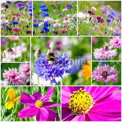 doris oberfrank-list, Collage: Bunte Kornblumen mit Bienen und Cosmeen :) (kornblume, biene, biene, insekt, honig, sammeln, imker, bienenzucht, fruchtsaft, pollen, geburtstag, wiese, entspannen, beschaulichkeit, blume, fröhlichkeit, freudig, frühling, jahreszeit, natur, frühlingsblume, sommerblume, allergien, spaß, blau, bun)