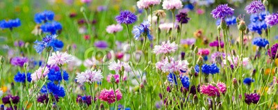 doris oberfrank-list, Bunte Kornblumen :) (landschaft, kornblume, hochzeit, geburtstag, glück wünschen, wiese, sommer, frühling, hübsch, schönheit, entspannen, time out, entspannung, freiheit, entspannen, beschaulichkeit, blume, urlaub, fröhlichkeit, freudig, frühling, jahreszeit, natu)