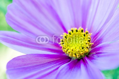 doris oberfrank-list, Cosmea bipinnatus (fruchtsaft, pollen, geburtstag, wiese, entspannen, beschaulichkeit, blume, fröhlichkeit, freudig, frühling, jahreszeit, natur, frühlingsblume, sommerblume, allergien, spaß, blau, bunt, 14 februar, romantisch, bestäubung, marke, staubblätte)