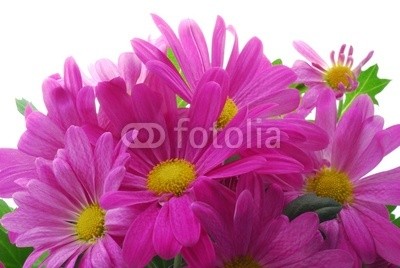 Anette Linnea Rasmus, pink chrysanthemum (chrysanthemum, blume, blumenstrauss, abmachung, herbst, backgrounds, groß, blühen, blühen, rot, rosa, botanisch, botanisch, knospe, bündel, close-up, details, entladen, fallen, frisch, gärten, geschenk, makro, gänseblümchen, natürlich, natu)