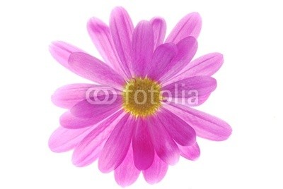 Anette Linnea Rasmus, pink chrysanthemum (chrysanthemum, rosa, blume, blumenstrauss, abmachung, herbst, backgrounds, groß, blühen, blühen, botanisch, botanisch, knospe, bündel, close-up, details, entladen, fallen, frisch, gärten, geschenk, makro, gänseblümchen, natürlich, natur, drauße)