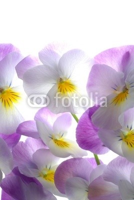 Anette Linnea Rasmus, colourful viola tricolor (viola, trikolore, blume, verfärbt, gelb, blau, stiefmütterchen, veilchen, pflanze, natur, natürlich, jahreszeit, jahreszeitlich, botanisch, botanisch, close-up, makro, weiß, backgrounds, frühling, dekorativ, blühen, blühe)