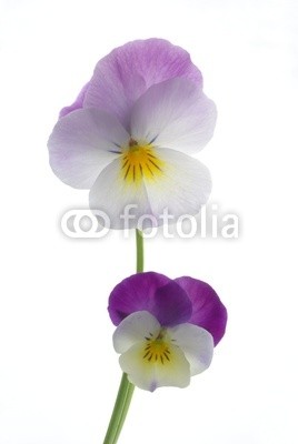 Anette Linnea Rasmus, colourful viola tricolor (viola, trikolore, blume, verfärbt, gelb, blau, stiefmütterchen, veilchen, pflanze, natur, natürlich, jahreszeit, jahreszeitlich, botanisch, botanisch, close-up, makro, weiß, backgrounds, frühling, dekorativ, blühen, blühe)