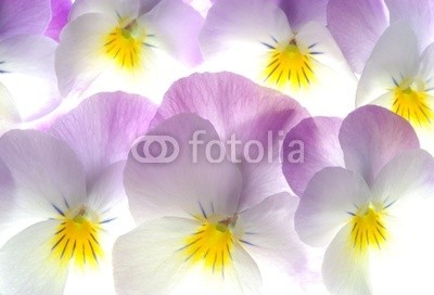 Anette Linnea Rasmus, colourful viola tricolor (viola, trikolore, blume, verfärbt, gelb, blau, stiefmütterchen, veilchen, pflanze, natur, natürlich, jahreszeit, jahreszeitlich, botanisch, botanisch, close-up, makro, weiß, backgrounds, frühling, dekorativ, blühen, blühe)