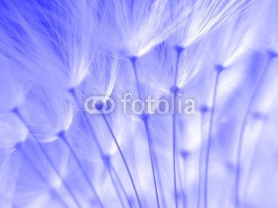 Anette Linnea Rasmus, blue dandelion seeds (pusteblume, samen, abstrakt, blühen, blühen, blau, verschwommen, botanisch, close-up, creepy, dandy, details, verträumt, flora, floral, haarig, makro, natürlich, natur, draußen, pappus, blickwinkel, radiant, weich, frühling, sommer, löwenzah)