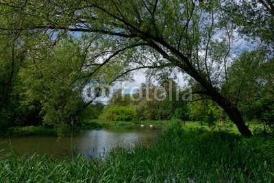 dina, Frühjahr am See (see, baum, deutsch, frühling, landschaft, natur, teich, laub, wasser, blau, grü)