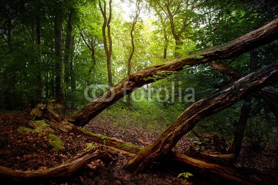 Stefan Körber, Herbstwald (wald, herbst, dunkel, phantasie, landschaft, laub, licht, ast, zweig, holz, baum, mystisch, romantisch, romantisch, stamm, tribe, baumstamm, ast, ast, waldboden, sonnenuntergänge, sunrise, abenddämmerung, zwielicht, straßen, abend, morgens, angst, dunke)