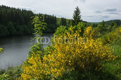 dina, Perlebachtalsperre bei Monschau, Eifel (eifel, landschaft, natur, nordrhein-westfalen, see, reservoir, talsperre, trinkwasser, wasse)