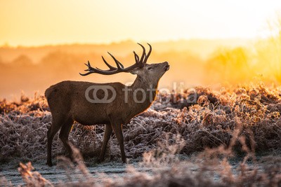 arturas kerdokas, Red deer (hirsch, tier, jagd, wald, holz, safarie, holland, horn, heidekraut, moor, baum, orange, lila, paarungszeit, national park, natur, wildlif)