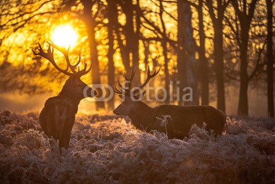 arturas kerdokas, Red deer (hirsch, tier, jagd, wald, holz, safarie, holland, horn, heidekraut, moor, baum, orange, lila, paarungszeit, national park, natur, wildlif)