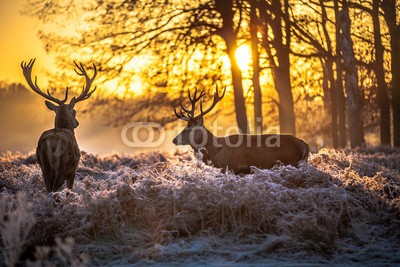 arturas kerdokas, Red deer (hirsch, tier, jagd, wald, holz, safarie, holland, horn, heidekraut, moor, baum, orange, lila, paarungszeit, national park, natur, wildlif)