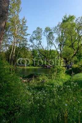 dina, Sommerimpressionen am See (baum, baum, deutsch, eifel, flora, landschaft, natur, nordrhein-westfalen, see, teich, laub, wald, wasser, fischteic)