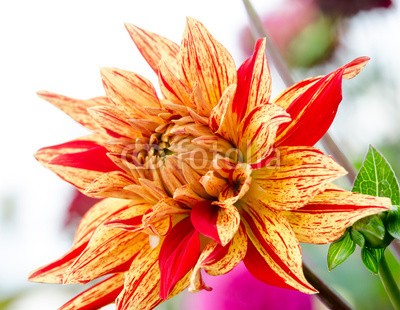 doris oberfrank-list, Dahlie, ganz nah :) (dahlia, dahlia, sommerblume, asteraceae, fruchtsaft, geburtstag, entspannen, beschaulichkeit, blume, fröhlichkeit, freudig, jahreszeit, natur, frühlingsblume, sommerblume, allergien, spaß, bunt, 14 februar, romantisch, bestäubung, marke, staubblätte)