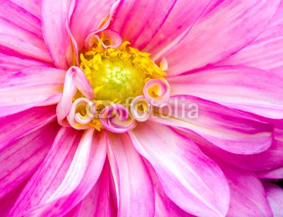 doris oberfrank-list, Closeup on a pink dahlia flower :) (dahlia, dahlia, sommerblume, asteraceae, fruchtsaft, geburtstag, entspannen, beschaulichkeit, blume, fröhlichkeit, freudig, jahreszeit, natur, frühlingsblume, sommerblume, allergien, spaß, bunt, 14 februar, romantisch, bestäubung, marke, staubblätte)