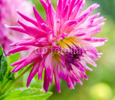 doris oberfrank-list, Closeup on pink dahlia flower :) (dahlia, dahlia, sommerblume, asteraceae, fruchtsaft, geburtstag, entspannen, beschaulichkeit, blume, fröhlichkeit, freudig, jahreszeit, natur, frühlingsblume, sommerblume, allergien, spaß, bunt, 14 februar, romantisch, bestäubung, marke, staubblätte)