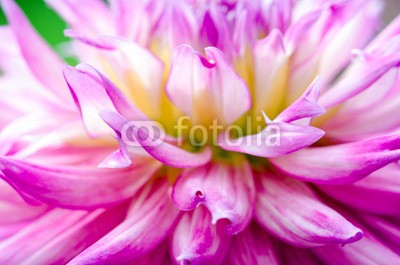 doris oberfrank-list, Rosa Dahlie, ganz nah :) (dahlia, dahlia, sommerblume, asteraceae, fruchtsaft, geburtstag, entspannen, beschaulichkeit, blume, fröhlichkeit, freudig, jahreszeit, natur, frühlingsblume, sommerblume, allergien, spaß, bunt, 14 februar, romantisch, bestäubung, marke, staubblätte)