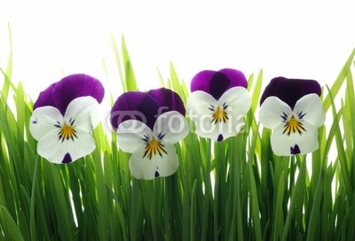 Anette Linnea Rasmus, viola tricolor in green grass (viola, trikolore, blume, verfärbt, gelb, blau, stiefmütterchen, veilchen, pflanze, natur, natürlich, jahreszeit, jahreszeitlich, botanisch, botanisch, close-up, makro, weiß, backgrounds, frühling, dekorativ, blühen, blühen, gras, grü)