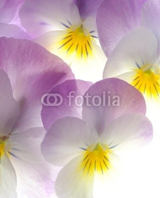 Anette Linnea Rasmus, violet viola tricolor (viola, trikolore, blume, verfärbt, gelb, blau, stiefmütterchen, veilchen, pflanze, natur, natürlich, jahreszeit, jahreszeitlich, botanisch, botanisch, close-up, makro, weiß, backgrounds, frühling, dekorativ, blühen, blühe)