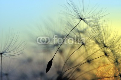 supertramp8, Golden sunset and dandelion, meditative zen background (pusteblume, close-up, sunlight, baum, natürlich, park, samen, floral, frühling, meditative, sunrise, rot, blume, jahreszeitlich, gelb, feld, botanisch, nacht, orange, gras, feurig, licht, pastell, blühen, abend, blühen, glühen, abenddämmerung, sonn)