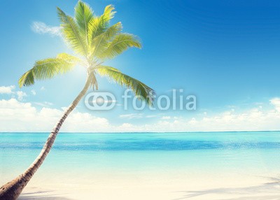 Iakov Kalinin, Caribbean sea and coconut palm (backgrounds, bellen, strand, schöner, blau, gelassenheit, karibik, wolken, küste, kokos, tage, grün, urlaub, hot, idyllisch, insel, lagune, landschaft, leaf, natur, niemand, ozean, draußen, palme, paradise, pflanze, entspannen, resort, sand, szeneri)