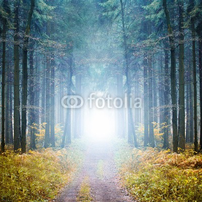 eyetronic, Mystischer Wald im Nebel (wald, nebel, herbst, baum, furchterregend, licht, herbstwald, geheimnisvoll, mystisch, mystik, draußen, natur, grün, straßen, trampelpfad, wald, jahreszeit, dunkel, baum, blau, dunst, abenddämmerung, dunkel, nass, wald, creepy, halloween, background)