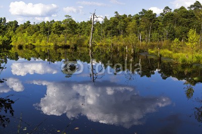 Blickfang, Pietzmoor (moor, wasser, baum, birke, grasbüschel, heide, touristisch, ausflug, zielen, reise, gras, grü)