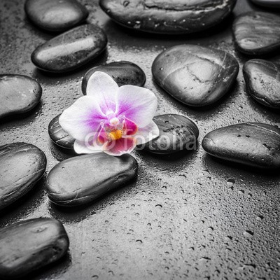 Pavel Timofeev, zen stones (blume, orchid, steine, spa, zen, symbol, balance, alternative, stabilität, pflege, massage, schwarz, treatment, schönheit, haufen, kieselstein, steine, fels, konzept, reihe, details, gesund, handvoll, asiatisch, geroell, therapie, close-up, hintergrun)