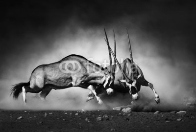 JOHAN SWANEPOEL, Gemsbok fight (spiessbock, doppel, fight, 2, aktion, aktiv, afrika, schwarz, weiß, monochrom, kunst, kunstvoll, afrikanisch, agression, angriffslustig, angriffslust, tier, antilope, kampf, aufruhr, gefährlich, oden, dominanz, staub, verstaubt, wild, gazelle, kopf, hor)