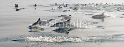 Uryadnikov Sergey, Group of dolphins, swimming in the ocean (oberfläche, draußen, natürlich, schlag, rot, insel, bogen, elegant, indianer, atem, gruppe, atem, schöner, frisch, blase, wildlife, tier, wasser, atlantic, gemeiner, hübsch, delphine, schnell, flosse, schwimmflossen, spaß, spassig, schlau, sprun)