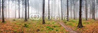 eyetronic, Nebel im Wald (wald, herbst, panorama, nebel, backgrounds, landschaft, baum, horizontale, natur, blatt, laub, glatze, querformat, draußen, herbstwald, jahreszeit, november, dezember, straßen, trampelpfad, lichtung, kalt, nass, waldboden, rot, buche, bücher, herbs)