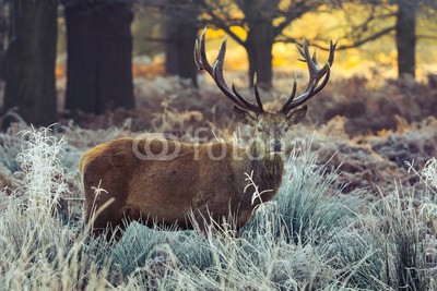 arturas kerdokas, Red deer (hirsch, horn, wald, heidekraut, safarie, moor, holland, baum, orange, holz, lila, paarungszeit, national park, jagd, natur, tier, wildlif)