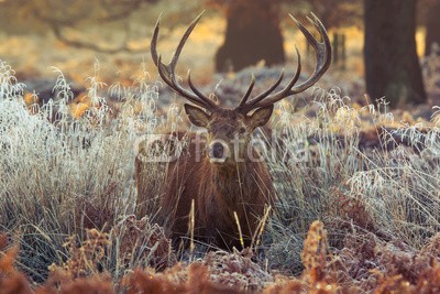 arturas kerdokas, Red deer (hirsch, horn, wald, heidekraut, safarie, moor, holland, baum, orange, holz, lila, paarungszeit, national park, jagd, natur, tier, wildlif)