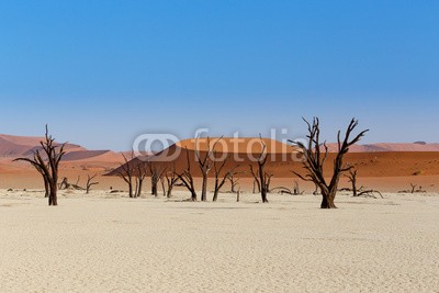 artush, Sossusvlei beautiful landscape of death valley (akazie, abenteuer, afrika, afrikanisch, dürre, schwarz, blau, verzweigt, braun, tot, tod, wüste, verlassen, trockenheit, trocken, düne, hitze, hot, landschaft, lonely, namibia, national, natur, alt, orange, pfanne, park, rot, entfernt, salz, sand, sandi)