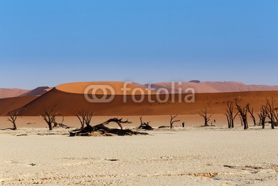 artush, Sossusvlei beautiful landscape of death valley (akazie, abenteuer, afrika, afrikanisch, dürre, schwarz, blau, verzweigt, braun, tot, tod, wüste, verlassen, trockenheit, trocken, düne, hitze, hot, landschaft, lonely, namibia, national, natur, alt, orange, pfanne, park, rot, entfernt, salz, sand, sandi)