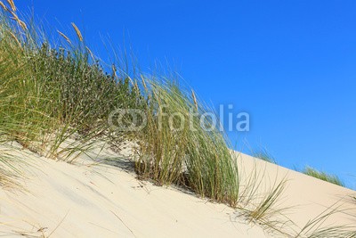 Kara, Strandhafer (sanddünen, sanddünen, sand, sand, stranden, gras, gras, stroh, laub, küste, landschaft, urlaub, urlaub, reisen, insel, nordsee, flora, grün, natur, umweltschutz, naturschutzgebiet, wildnis, lebensraum, sylt, inseln, stille, beschaulichkeit, erholun)