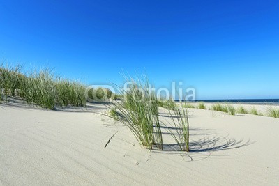 Kara, Strandhafer_2 (sanddünen, sanddünen, sand, sand, stranden, gras, gras, stroh, laub, küste, landschaft, urlaub, urlaub, reisen, insel, nordsee, flora, grün, natur, umweltschutz, naturschutzgebiet, wildnis, lebensraum, sylt, inseln, stille, beschaulichkeit, erholun)