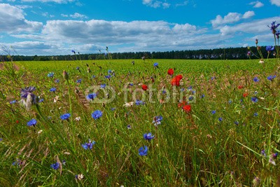 dina, Impressionen aus der Feldflur in Mecklenburg-Vorpommern, Germany (deutsch, landschaft, licht, mecklenburg, mecklenburg-vorpommern, natur, sonne, wiese, feld, bunt, pflanze, laub, wasser, wildlife, wildnis, wolken, feld, unkrau)