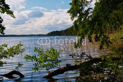 dina, Bad Stuer am  Plauer See, Mecklenburg-Vorpommern, Germany (deutsch, landschaft, licht, mecklenburg, mecklenburg-vorpommern, natur, naturschutzgebiet, see, sonne, laub, wasser, wildlife, wildnis, wolke)