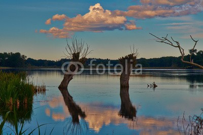 dina, Naturparadies Stuerscher See bei Stuer, Mecklenburg-Vorpommern, (deutsch, landschaft, licht, mecklenburg, mecklenburg-vorpommern, natur, naturschutzgebiet, see, sonne, laub, wasser, wildlife, wildnis, wolke)