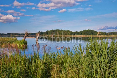 dina, Naturparadies Stuerscher See bei Stuer, Mecklenburg-Vorpommern, (deutsch, landschaft, licht, mecklenburg, mecklenburg-vorpommern, natur, naturschutzgebiet, see, sonne, laub, wasser, wildlife, wildnis, wolke)